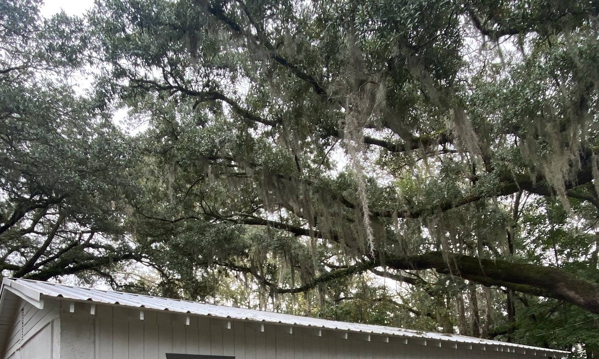 Olde Town Cottage | Bluffton Lodging surrounded by Lowcountry Landscape