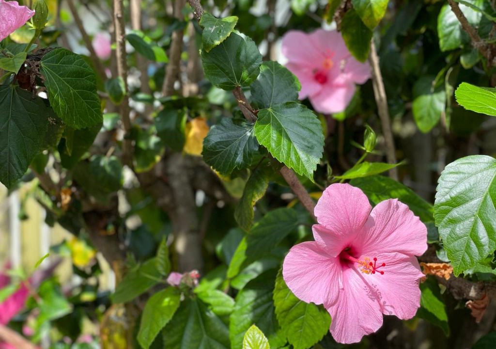Port Canaveral House | Casa Flamingo