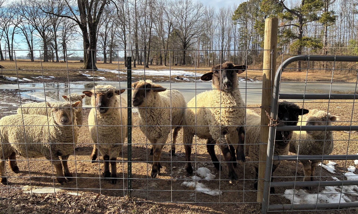Hickory Plains Other | Delightful 2 bedroom country farm stay - pet friendly!
