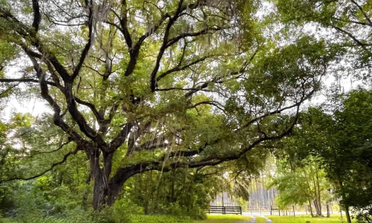 Williston House | Family Friendly 3/2 Cottage Nestled Among the Oaks