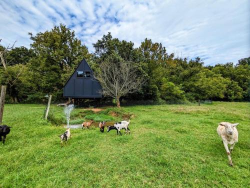 Newport Other | Fountainside A Frame TreeHouse Romantic Nature Farm Getaway