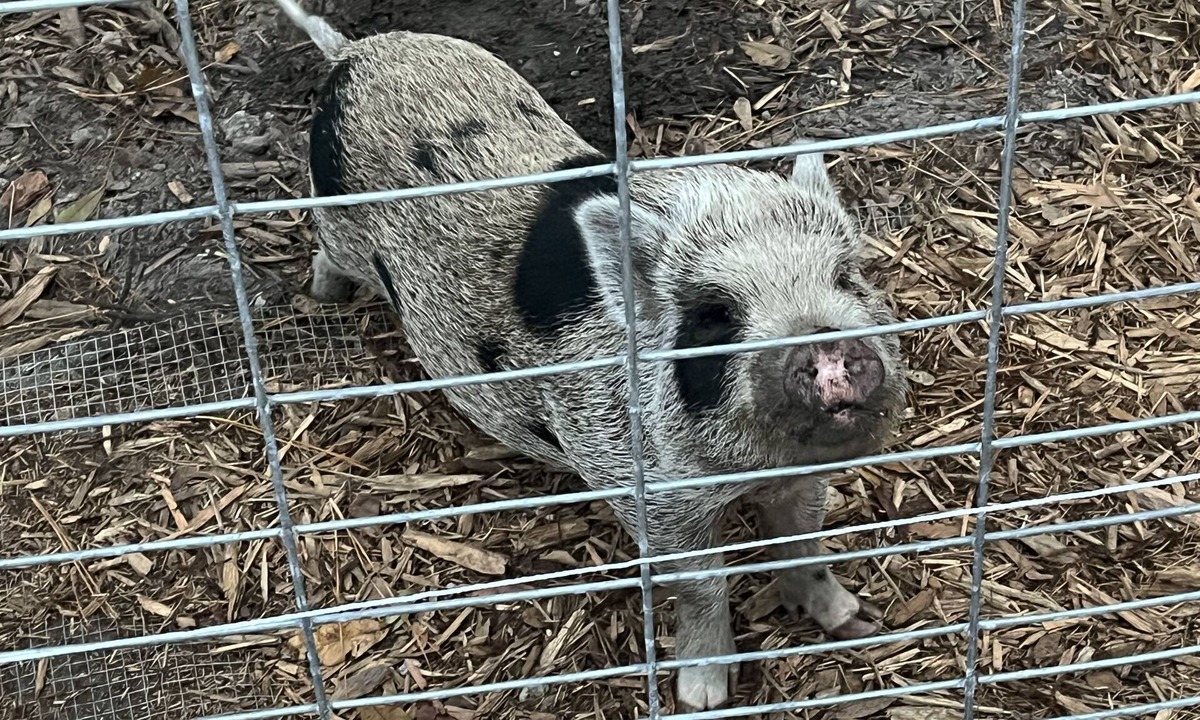Fruit Cove Cottage | Hobby Farm Cottage in the woods with exotic pets and farm animals. Pet Friendly!