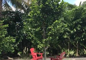 Grove Bay Bungalow - 2/1 Gated Cottage-Walk to Bay