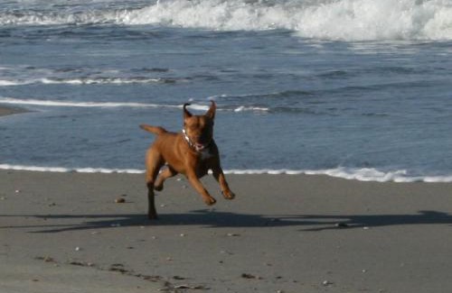 Beach Club Colony House | All Pets Welcome, Across From Beach, Tiki Hut