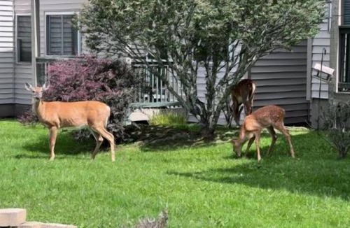 Banner Elk Condo | 4105 Discounted Concert Packages! Slopes & Spokes Perfect Location