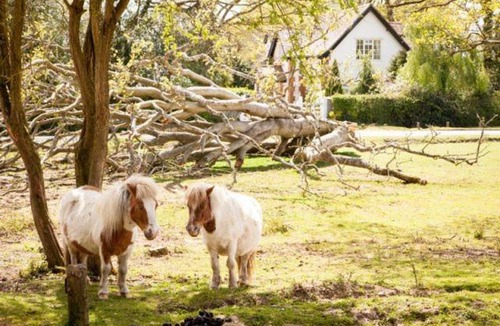 New Forest District Bed & Breakfast | Avalon House B&B