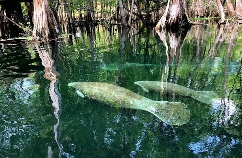 Branford House | Camp Manatee – Santa Fe River Getaway with Dock