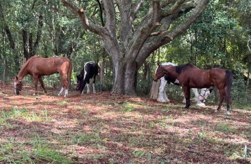 Ocala House | Lemonade Acres, Where Horses Stay for Free!