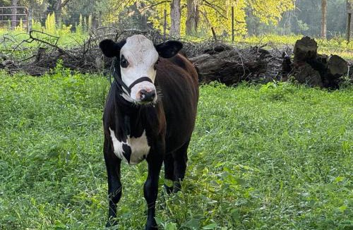 Ocala House | Lemonade Acres, Where Horses Stay for Free!