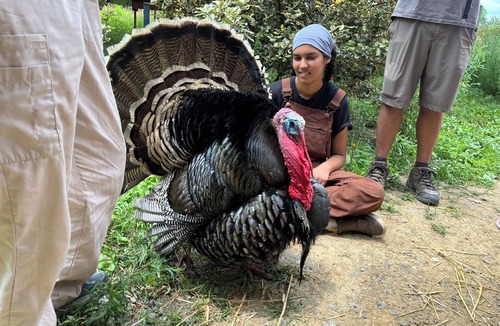 Pittsboro House | Relax in a Cozy, Skylit Yurt at a Farm Animal Sanctuary