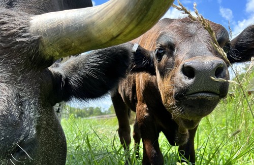 Pittsboro House | Relax in a Cozy, Skylit Yurt at a Farm Animal Sanctuary