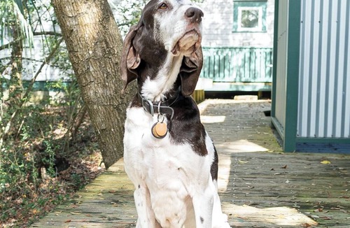 Cape Fear Station House | The Long Time PET FRIENDLY Cape Fear Station