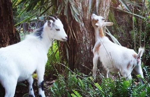 Telogia Cottage | Tiny Cottage at Goat House Farm