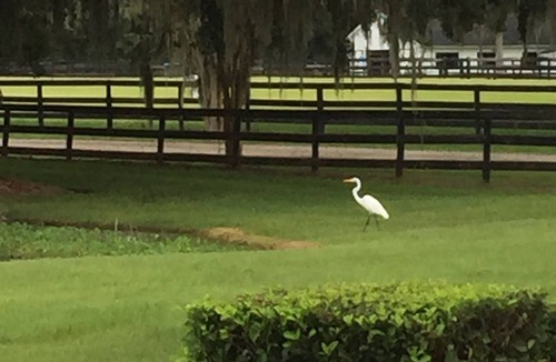 Reddick Apartment | WORLD EQUESTRIAN CENTER WEC 10m Private 1/1 Stalls Pasture for Horses available