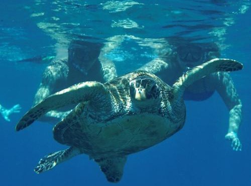 Sea Turtle Bungalow