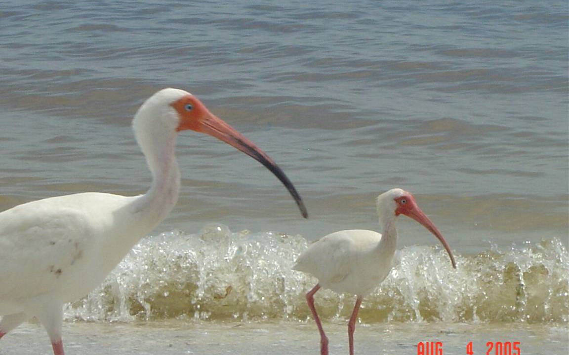 Photo of Others in Sanibel