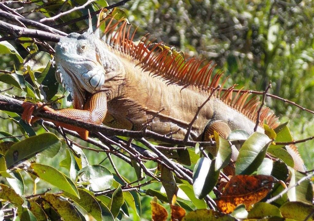 Photo of Others in Cudjoe Key