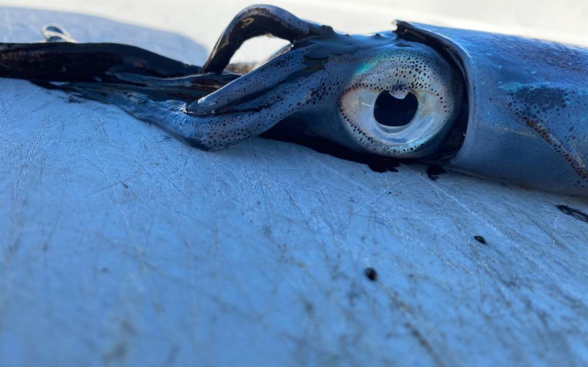 Photo of Others in Indigo Reef Marina Homes