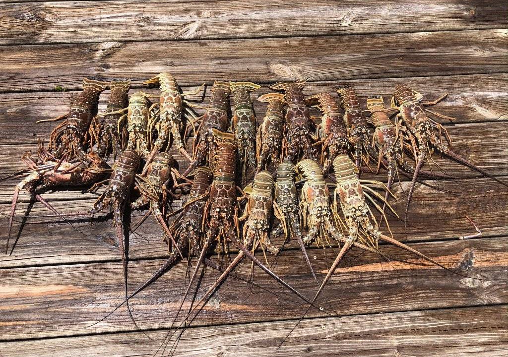 Photo of Others in Sexton Cove Estates
