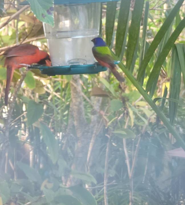 Photo of Others in Flamingo