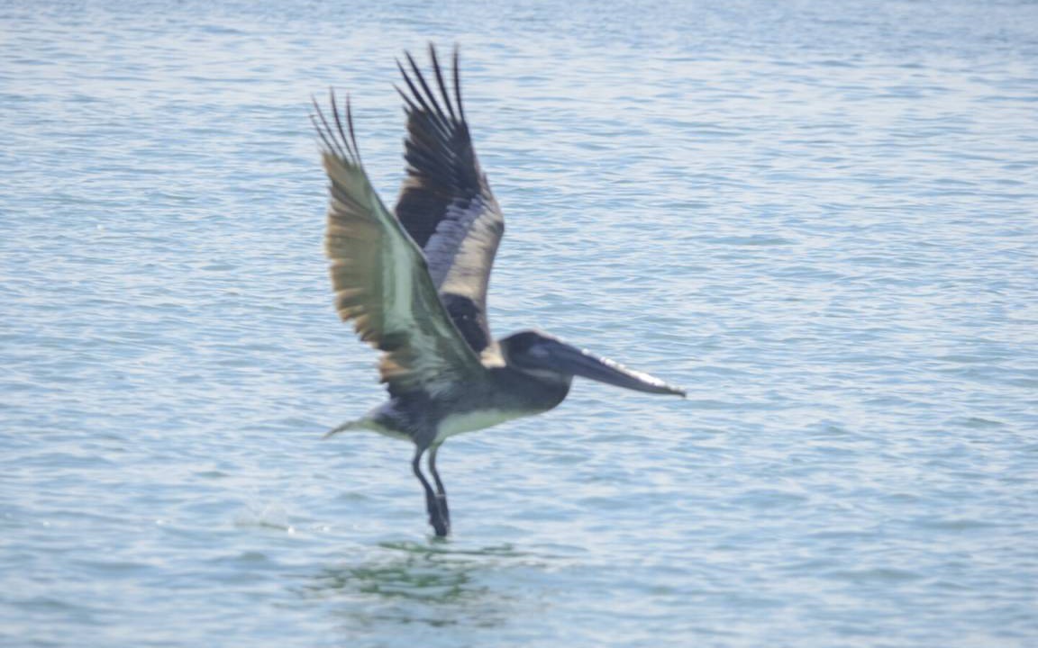 Photo of Others in Port St. Joe