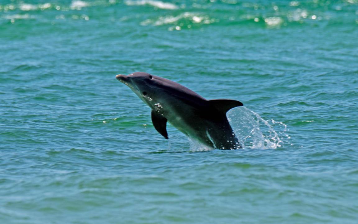 Photo of Others in Pensacola Beach