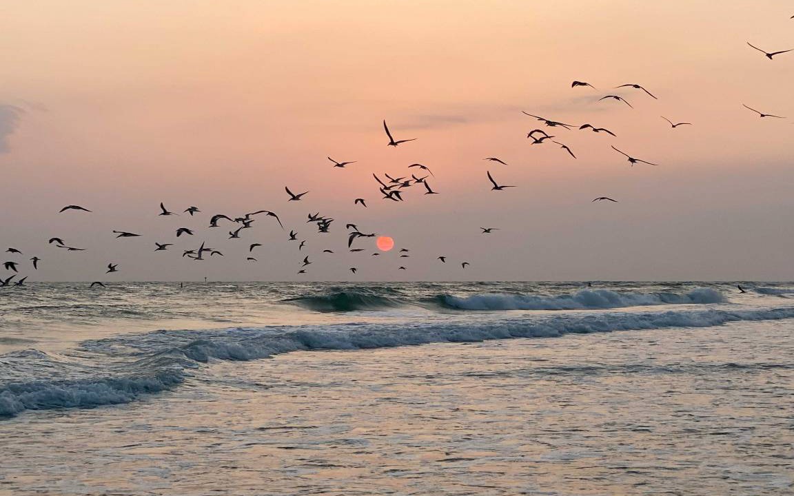 Photo of Others in Sarasota