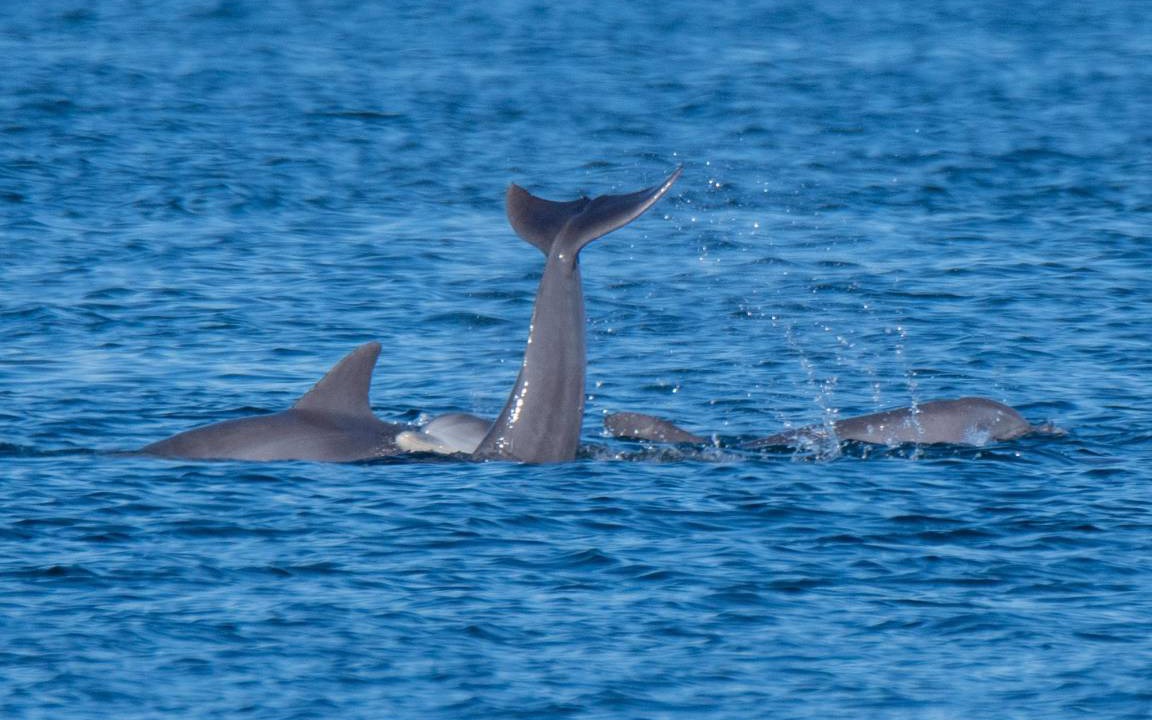 Photo of Others in Pensacola Beach