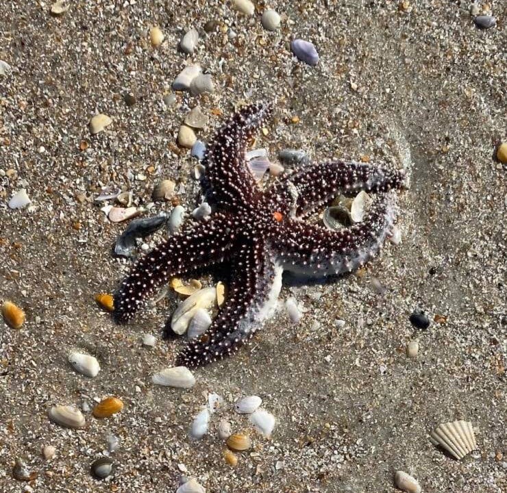 Photo of Others in Crescent Beach