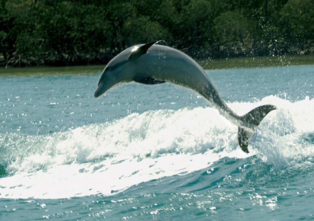 Photo of Others in Royal Harbor