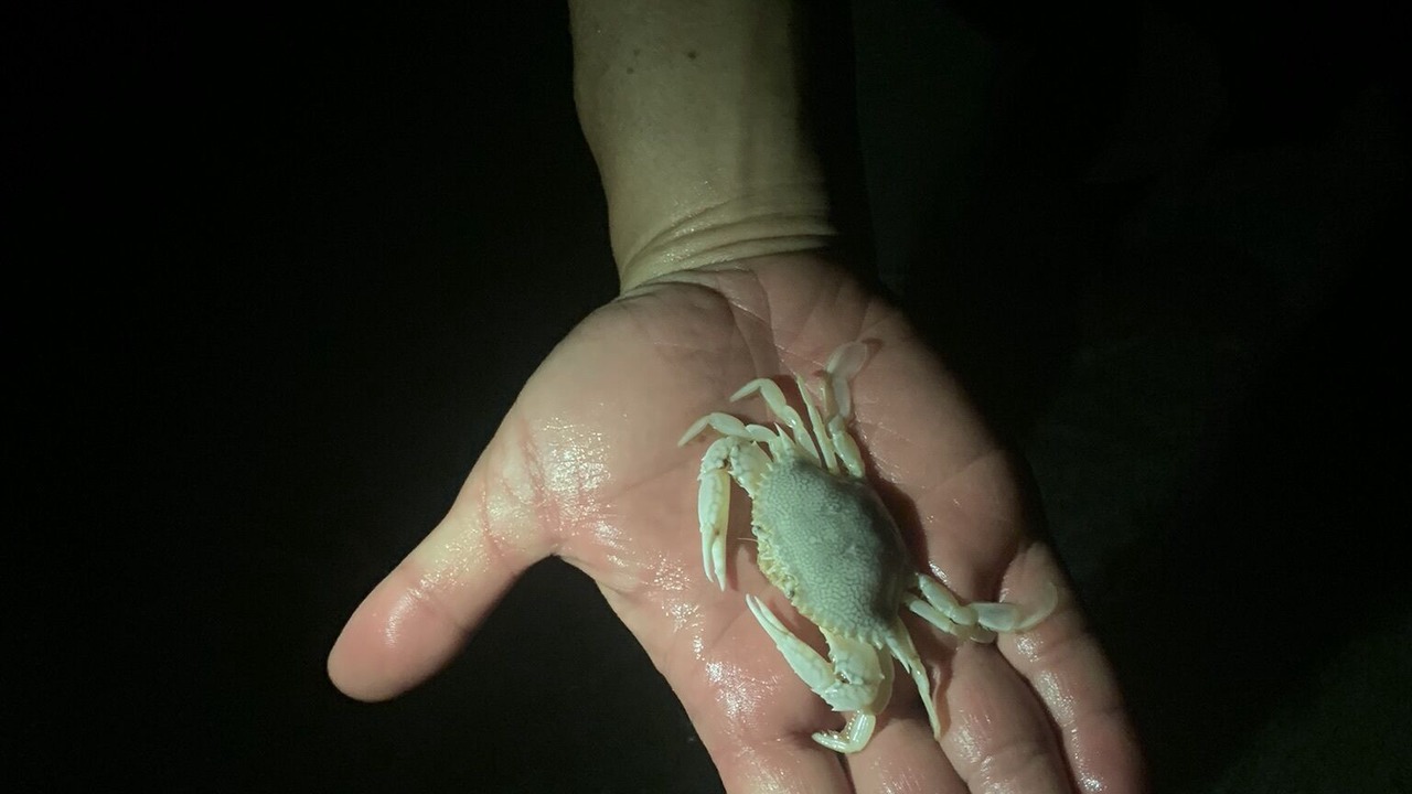 Photo of Others in Indian Bayou