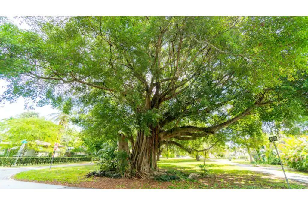 Photo of Outdoor in Biscayne Park