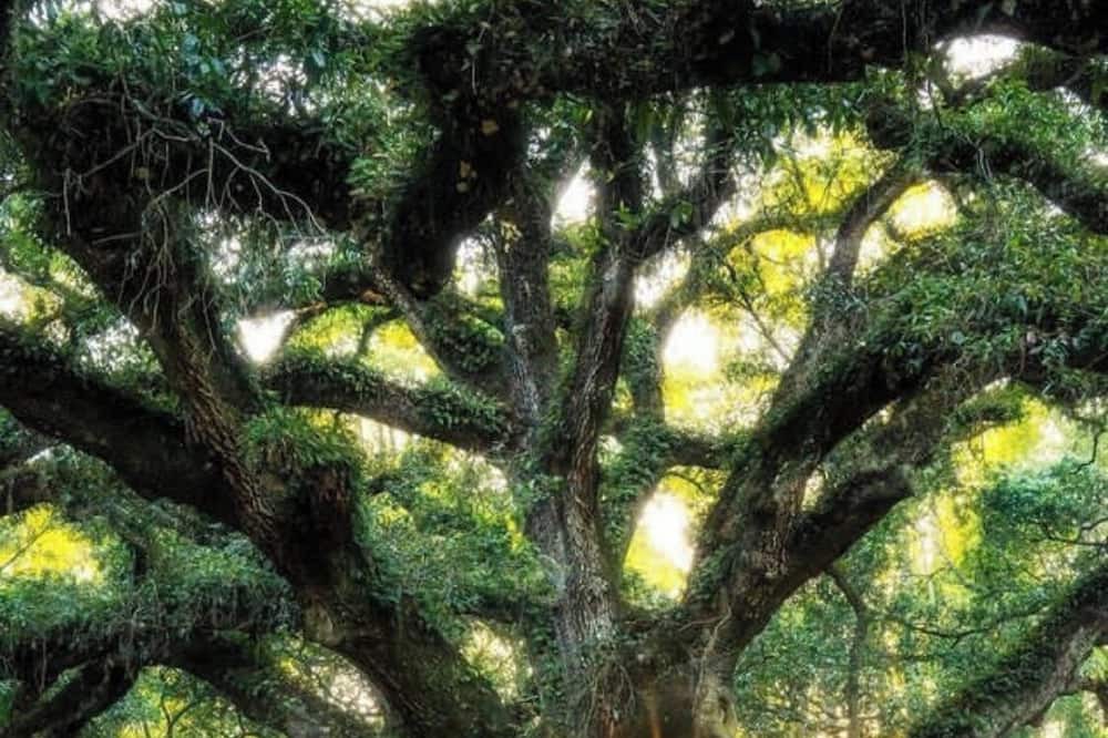 Photo of Outdoor in Tallahassee