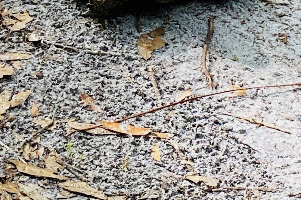 Photo of Outdoor in White Springs