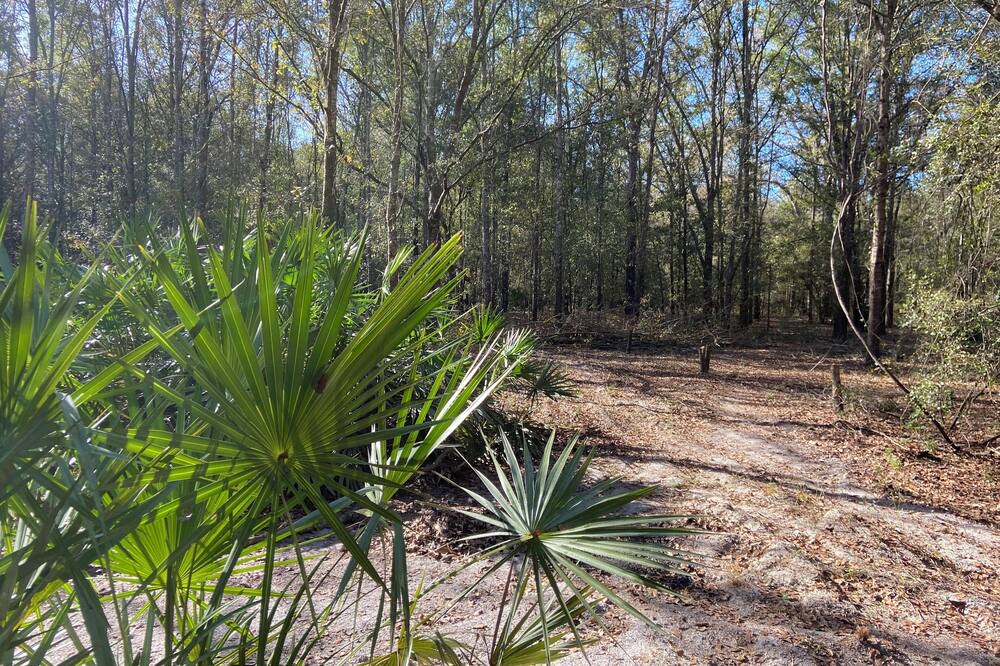 Photo of Outdoor in White Springs