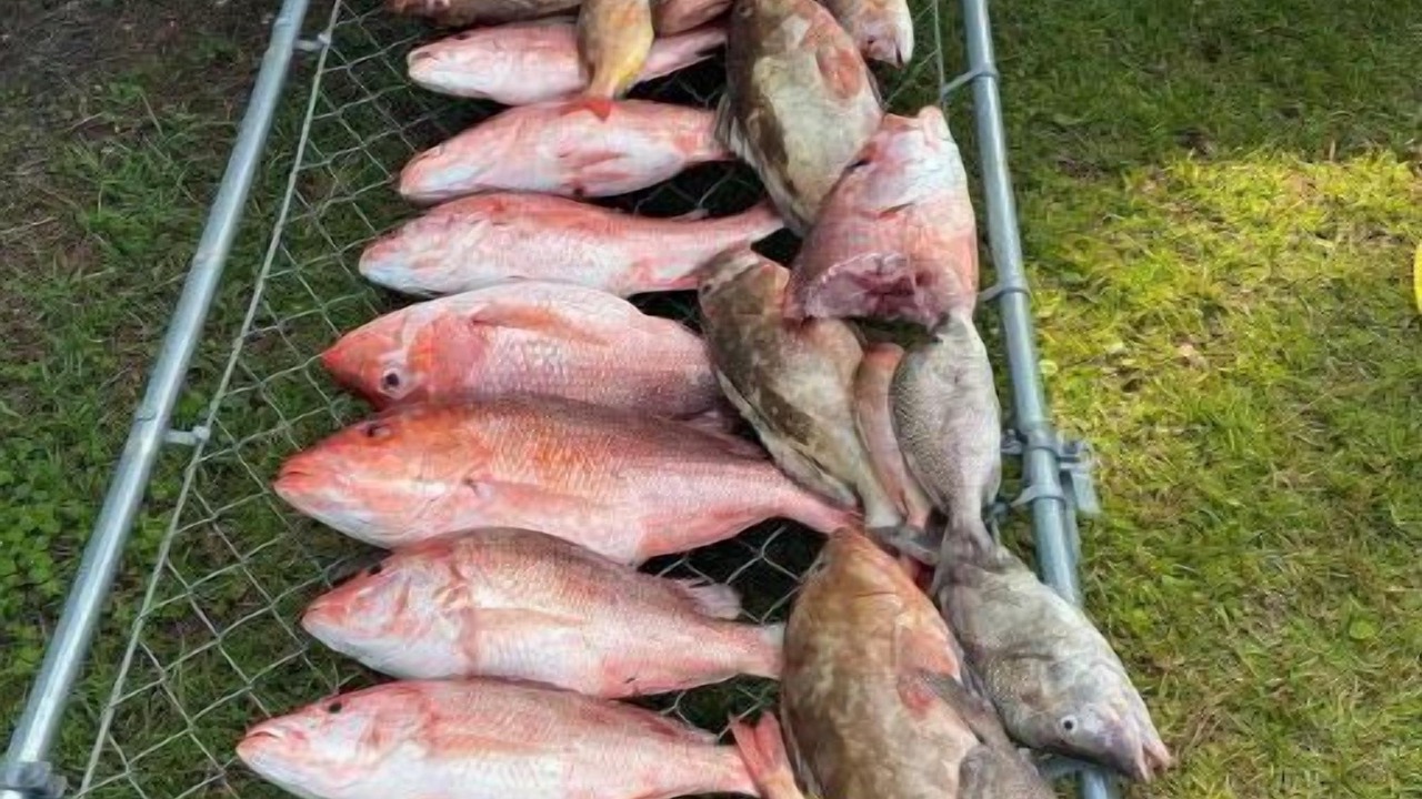 Photo of Others in Panacea