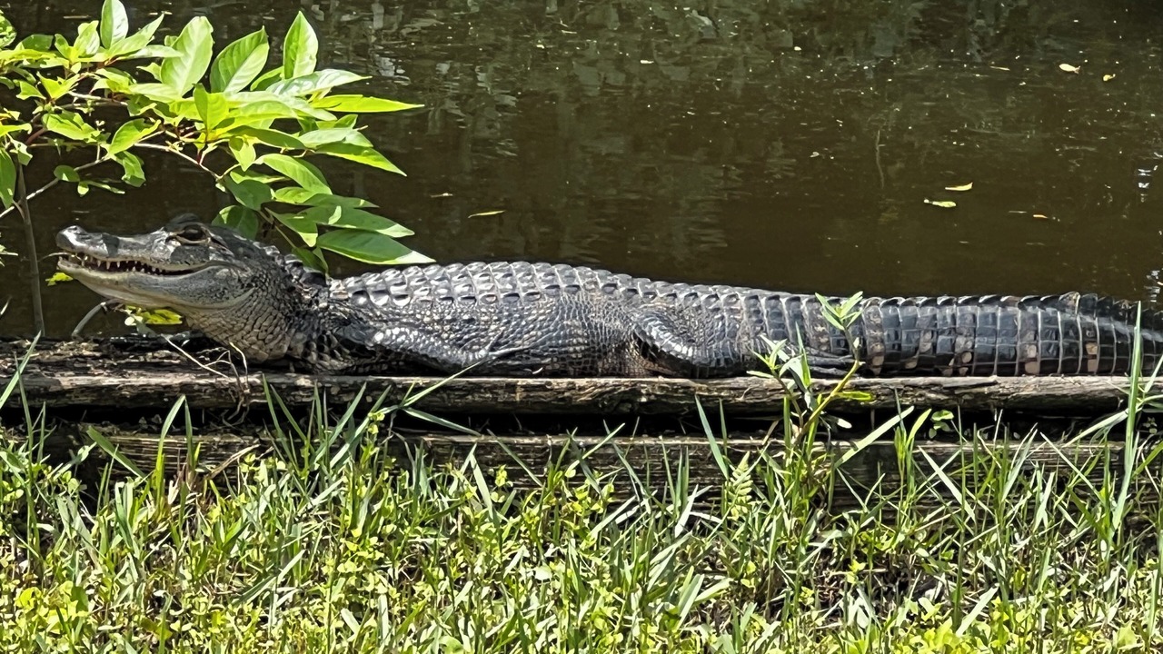 Photo of Others in Palatka