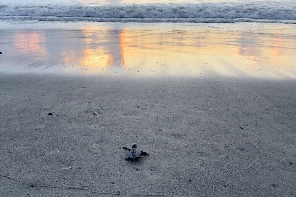 Photo of Others in Crescent Beach