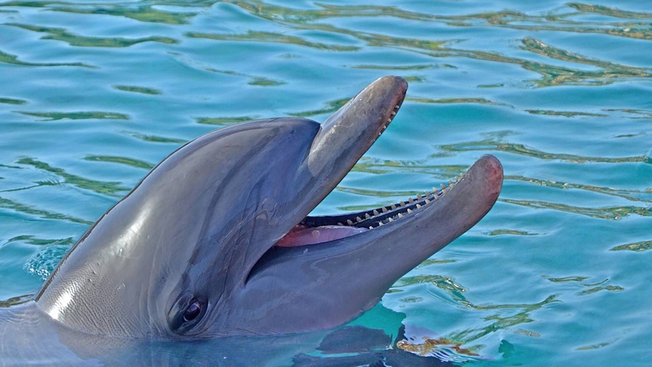 Photo of Outdoor in Siesta Key Village