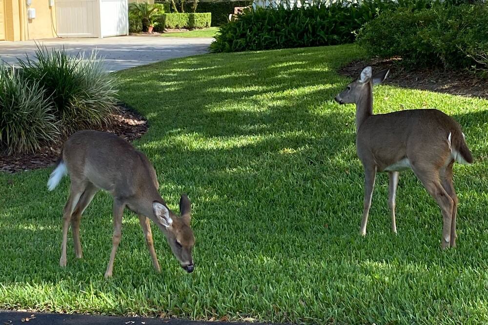 Photo of Outdoor in Sebring