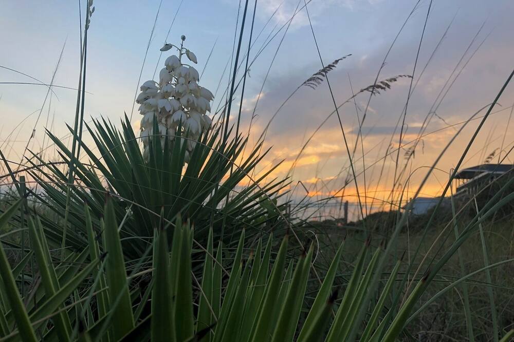 Photo of Others in Alligator Point