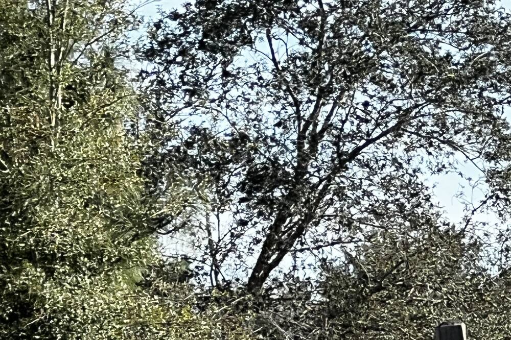Photo of Outdoor in Candler