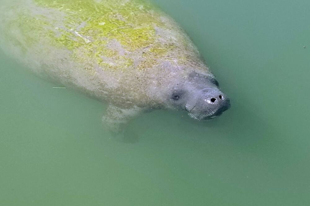 Photo of Others in Cedar Key
