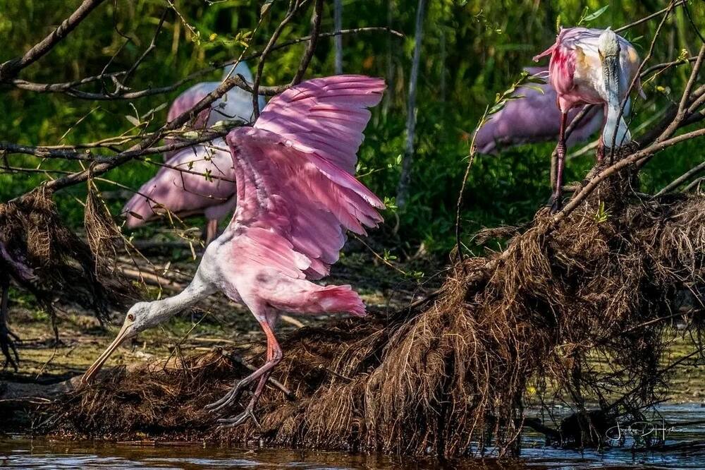 Photo of Others in Cedar Key