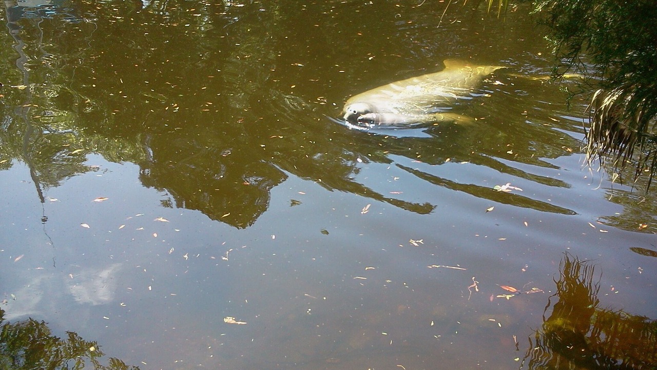 Photo of Others in Yankeetown