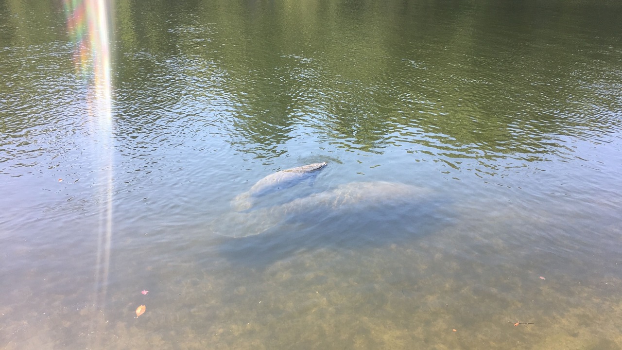 Photo of Outdoor in Yankeetown