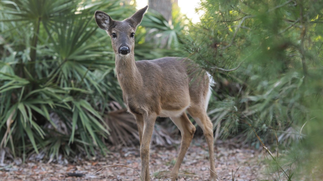Photo of Others in Santa Rosa Beach