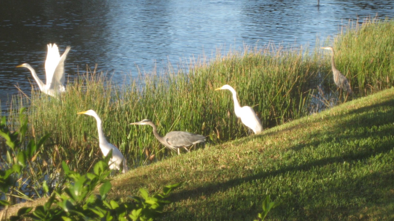 Photo of Outdoor in Bonita Springs