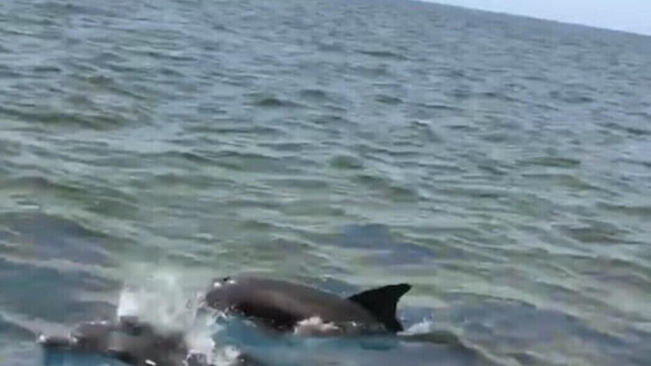 Photo of Others in Cape Cay