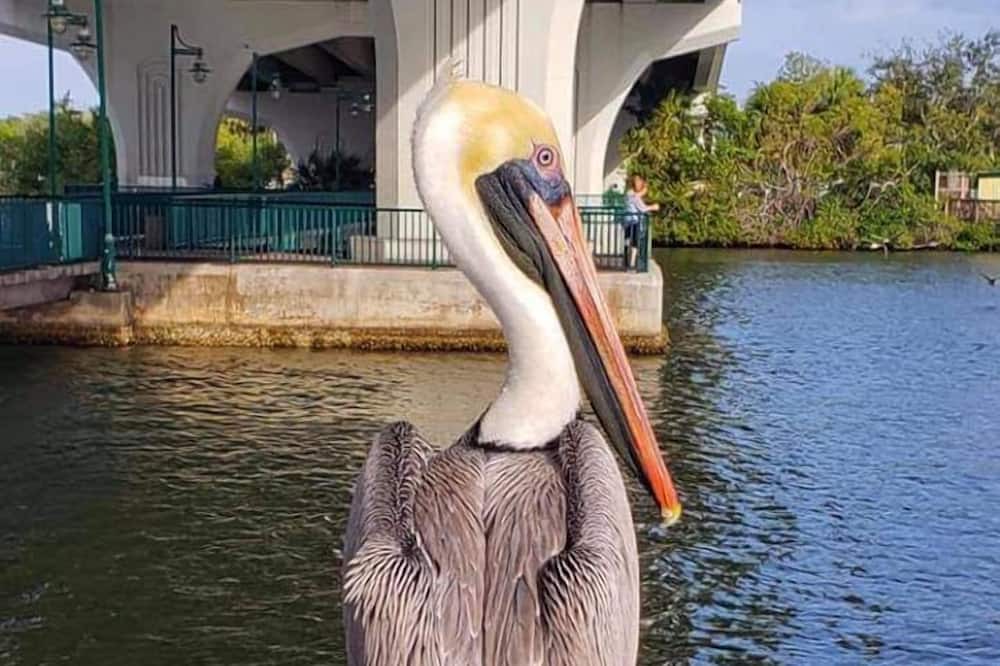Photo of Others in Indian Harbour Beach